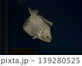 カレイ イシガレイ 海水魚 泳ぐカレイ カレイ イシガレイ 海水魚 泳ぐカレイ 139280525