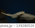 カレイ イシガレイ 海水魚 泳ぐカレイ カレイ イシガレイ 海水魚 泳ぐカレイ 139280526