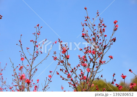 可愛い 梅の花 可愛い 梅の花 139280652