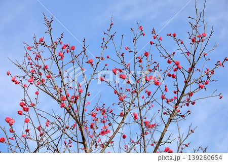 可愛い 梅の花 可愛い 梅の花 139280654