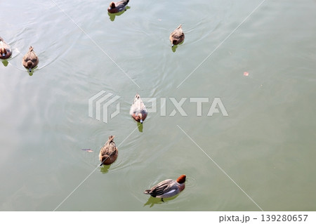 池の水鳥 池の水鳥 139280657
