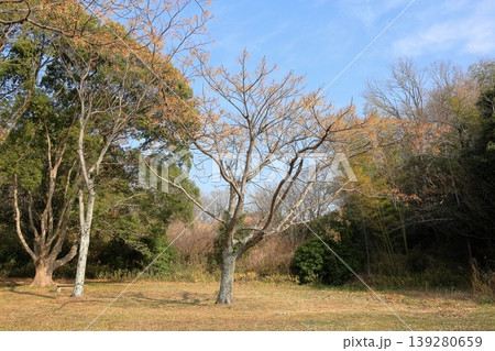 冬の公園　センダンの実 139280659