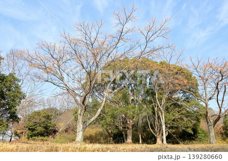 冬の公園 センダンの実 冬の公園 センダンの実 139280660