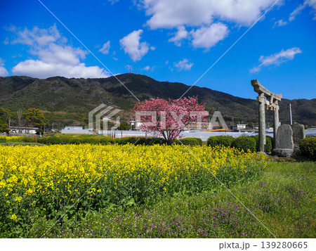 山口県防府春日神社のハート桜 山口県防府春日神社のハート桜 139280665