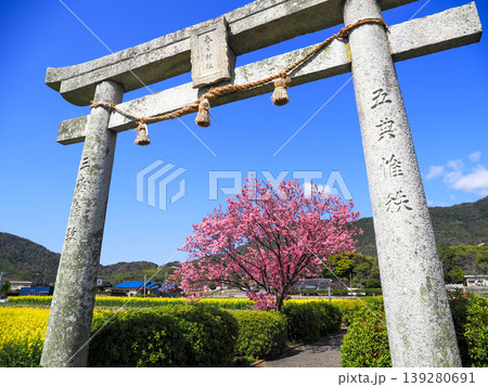 山口県防府春日神社のハート桜 139280691