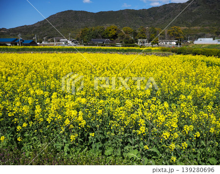菜の花畑の風景 菜の花畑の風景 139280696