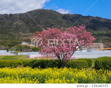山口県防府春日神社のハート桜 山口県防府春日神社のハート桜 139280725