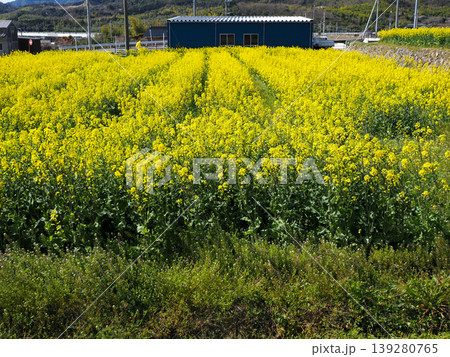 菜の花畑の風景 菜の花畑の風景 139280765
