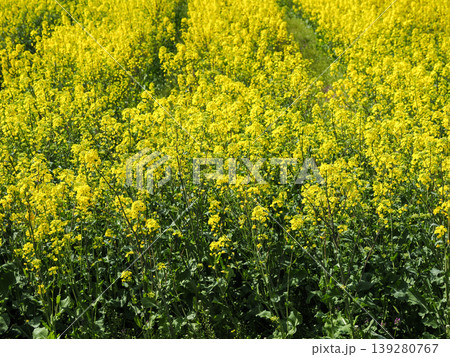 菜の花畑の風景 139280767
