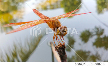 Orange Dragonfly Perched on the Tip of a Branch with Still Water in the Background Orange Dragonfly Perched on the Tip of a Branch with Still Water in the Background 139280799