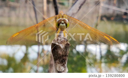 Orange Dragonfly Perched on the Tip of a Branch with Still Water in the Background 139280800