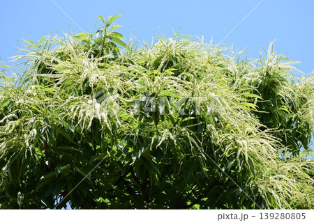 栗の花 白いクリーム色の花 139280805