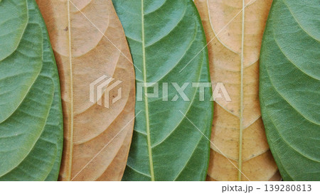 Green and Brown Leaf Pattern with Aesthetic Natural Texture Green and Brown Leaf Pattern with Aesthetic Natural Texture 139280813