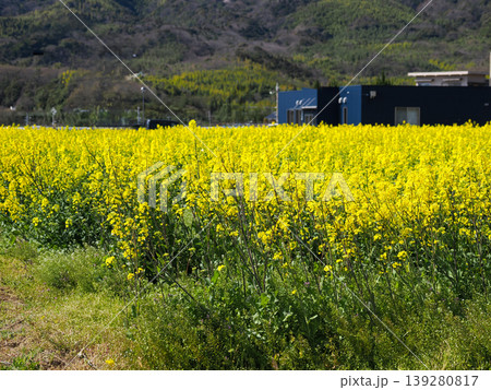 菜の花畑の風景 菜の花畑の風景 139280817