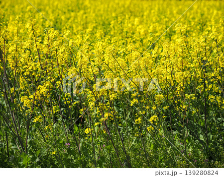 菜の花畑の風景 菜の花畑の風景 139280824