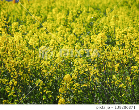 菜の花畑の風景 菜の花畑の風景 139280871