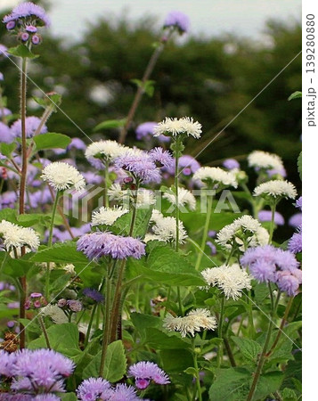 やわらかな光の花 クローズアップ やわらかな光の花 クローズアップ 139280880