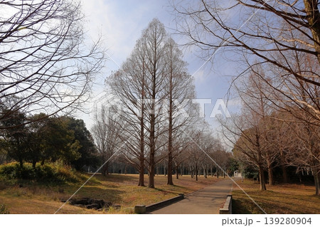 冬の公園 春を待つ メタセコイアの枝 冬の公園 春を待つ メタセコイアの枝 139280904