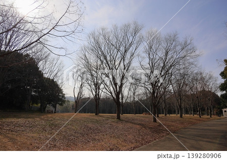 冬の公園 春を待つ 雑木林 冬の公園 春を待つ 雑木林 139280906