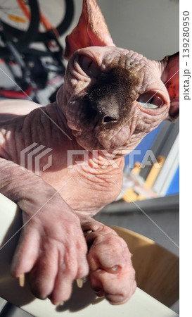 Detailed view of a hairless Sphynx cat head and ears in a bright room, domestic animal lifestyle, pet care. Detailed view of a hairless Sphynx cat head and ears in a bright room, domestic animal lifestyle, pet care. 139280950
