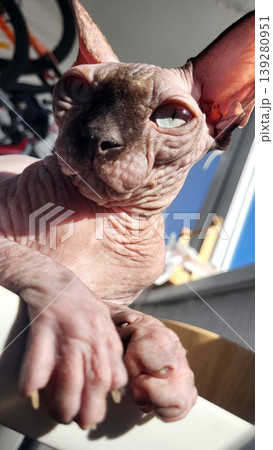 Sphynx cat looking at the camera with large ears and wrinkled forehead, exotic pet lifestyle, animal companion. Sphynx cat looking at the camera with large ears and wrinkled forehead, exotic pet lifestyle, animal companion. 139280951