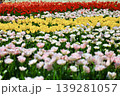チューリップが咲き乱れる春の花壇 139281057