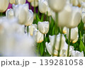 白いチューリップ 139281058