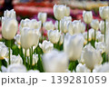 白いチューリップ 139281059