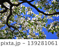 白いハナミズキの花 139281061