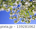 青空に映えるハナミズキの花 139281062