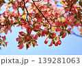 青空に映えるハナミズキの花 139281063