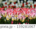赤いチューリップ 139281067