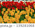 カラフルなチューリップ 139281068