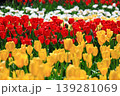 カラフルなチューリップ 139281069