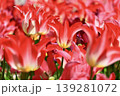赤いチューリップ 139281072
