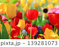 赤いチューリップ 139281073
