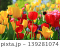 カラフルなチューリップ 139281074