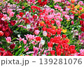 赤いチューリップ 139281076