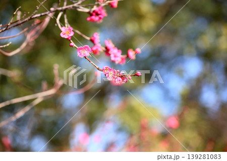 可愛い 梅の花 可愛い 梅の花 139281083