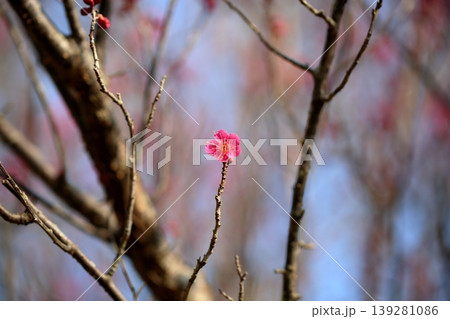 可愛い 梅の花 可愛い 梅の花 139281086