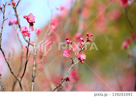 可愛い 梅の花 可愛い 梅の花 139281091