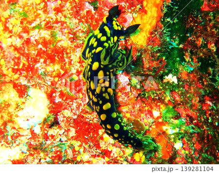 伊豆大島で撮影したサガミリュウグウウミウシ 伊豆大島で撮影したサガミリュウグウウミウシ 139281104
