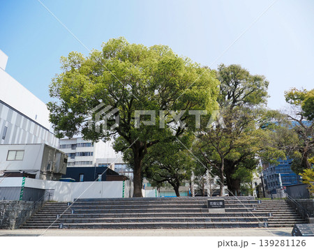 熊本市・花畑公園の楠木 139281126