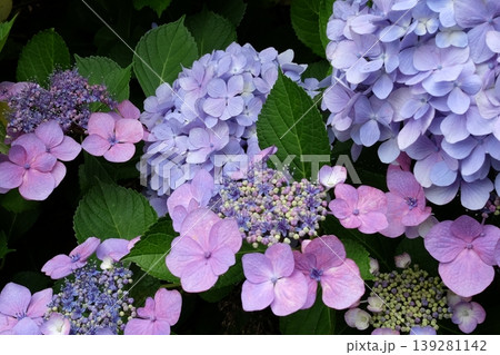 手毬咲きとガク咲きの紫陽花 139281142