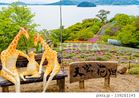 天空の花畑志々島 139281143