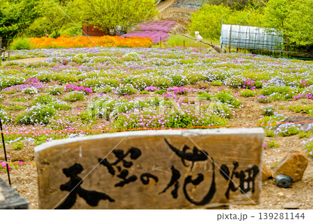 天空の花畑志々島 天空の花畑志々島 139281144