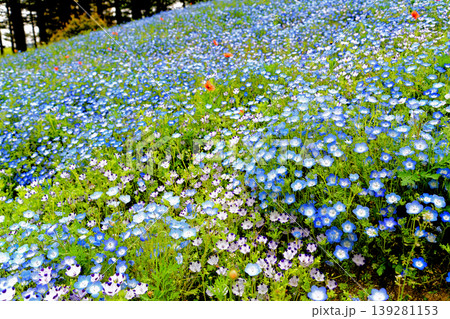 まんのう公園ネモフィラ まんのう公園ネモフィラ 139281153