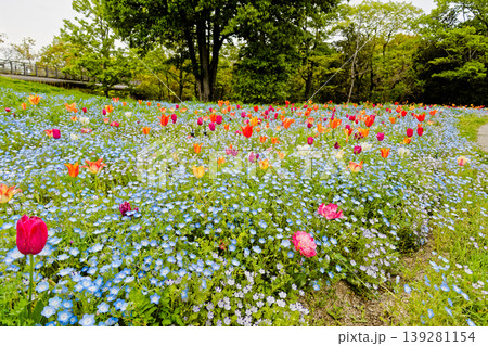まんのう公園ネモフィラ まんのう公園ネモフィラ 139281154