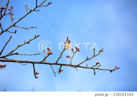 爽やか 梅の花 爽やか 梅の花 139281183