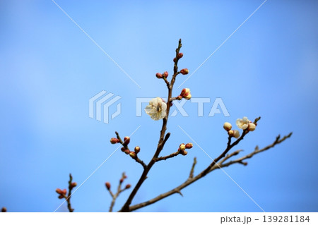 爽やか　梅の花 139281184